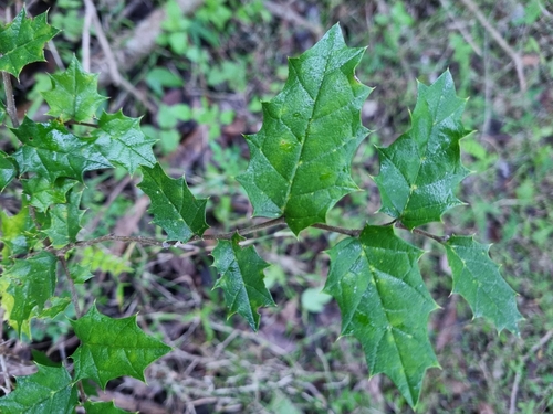 Asbestos tree (Aphananthe philippinensis)