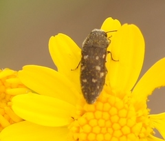 Acmaeodera tubulus