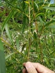 Salix nigra