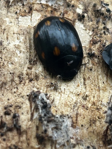 Paropsisterna octosignata