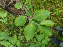 Bakko Willow (Salix bakko)