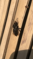 Melecta albifrons