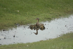 Anas platyrhynchos × Spatula clypeata