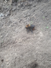 Bombus bellicosus
