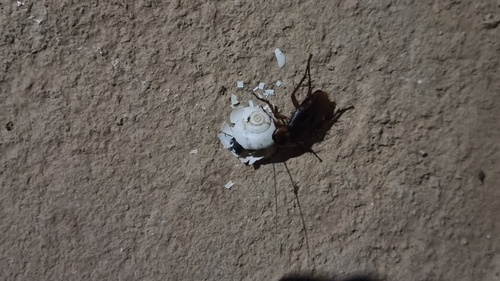 American Cockroach