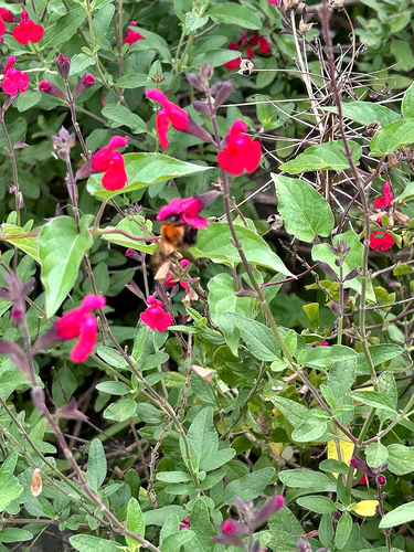 Bombus diversus diversus