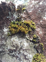 Ulota coarctata