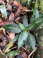 Goodyera daibuzanensis
