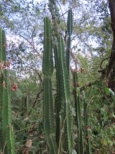 Cereus bicolor, photograph 3