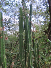 Cereus bicolor, photograph (c) Nicolas Olejnik, some rights reserved (CC BY)