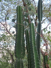 Cereus bicolor, photograph (c) Nicolas Olejnik, some rights reserved (CC BY)