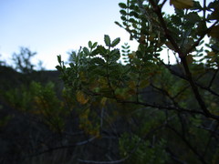Larrea nitida