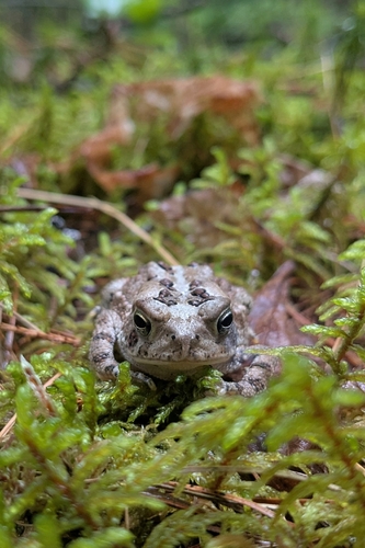 American Toad, photo 3 of 10