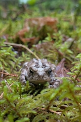 American Toad photo 4