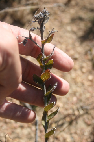 Image of Lobostemon glaber by (c) Jacques van der Merwe, some rights reserved (CC BY-SA)