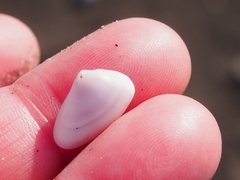 Tellinoidea