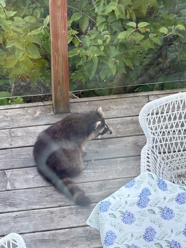 Common Raccoon