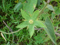 Gonolobus grandiflorus