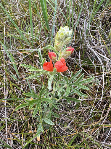 Scarlet Globemallow