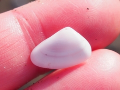 Tellinoidea