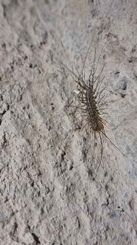 House Centipede