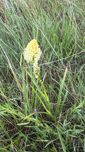 Meadow Deathcamas