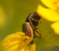 Sassacus