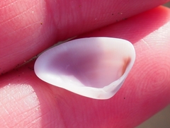 Tellinoidea