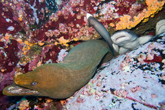 Gymnothorax castaneus