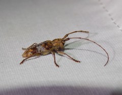 Goes variegatus