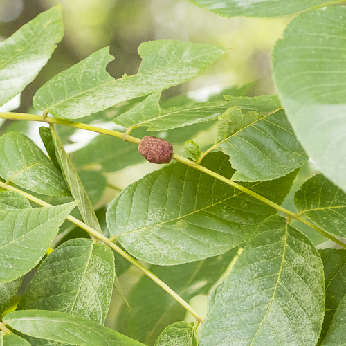 Black Walnut Petiole Gall Mite