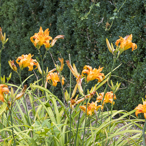 orange day-lily