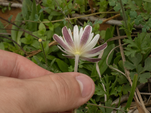 Anemone caroliniana, photograph 2