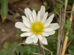 Anemone caroliniana, photograph (c) Turner Brockman, some rights reserved (CC BY-SA)