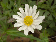 Anemone caroliniana