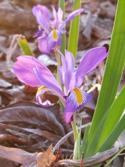 Iris verna