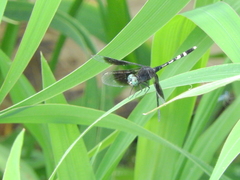 Erythrodiplax attenuata