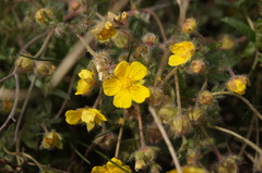 Potentilla heptaphylla
