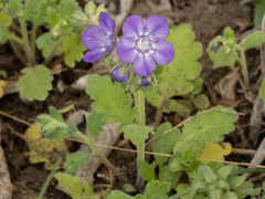 Phacelia patuliflora