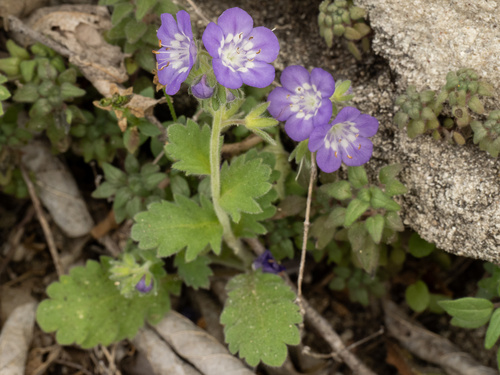 Phacelia patuliflora, photograph 1