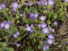 Phacelia patuliflora, photograph (c) Turner Brockman, some rights reserved (CC BY-SA)