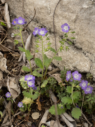 Phacelia patuliflora, photograph 3