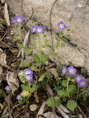 Phacelia patuliflora, photograph (c) Turner Brockman, some rights reserved (CC BY-SA)