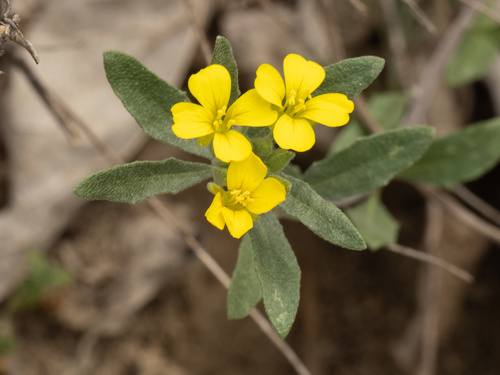 Physaria gordonii