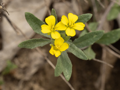 Physaria gordonii