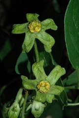 Gonolobus chloranthus