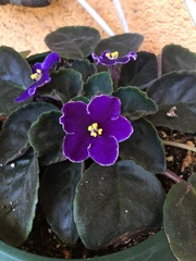 Streptocarpus ionanthus