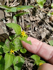 Calyptocarpus vialis