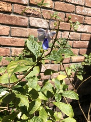 Ajugoideae