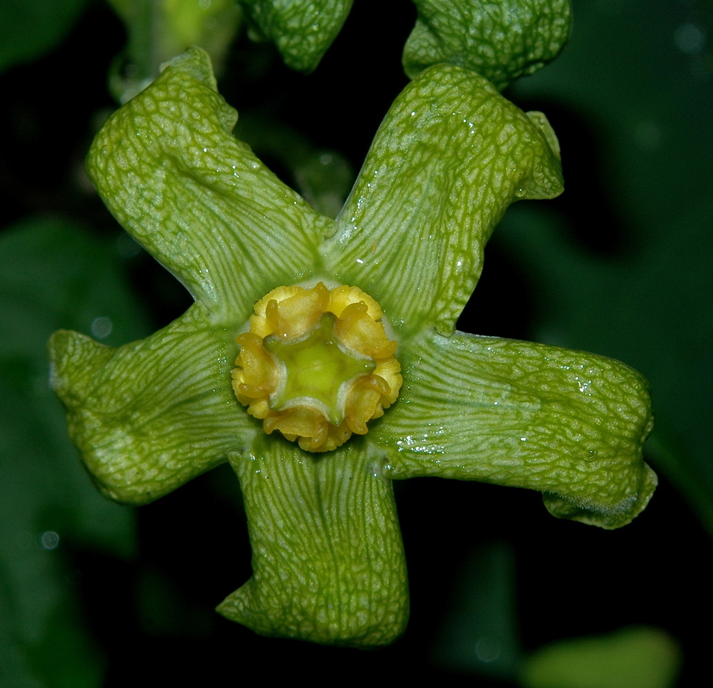 Gonolobus chloranthus